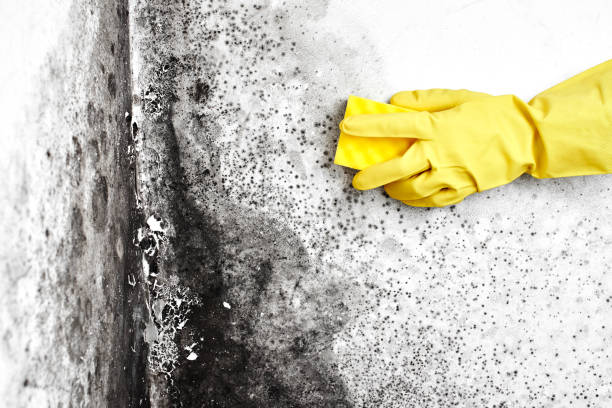 Best Attic Mold Removal  in Cataula, GA